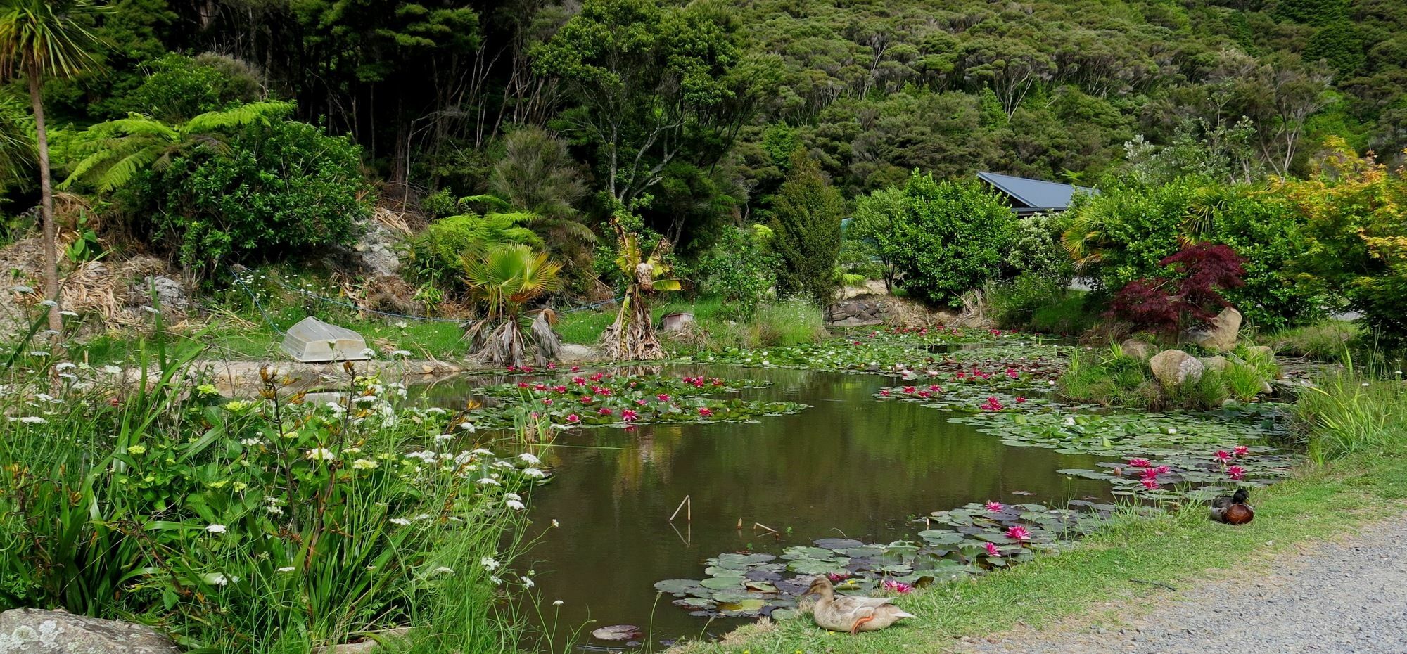 Bay Of Islands Holiday Apartments Paihia Exteriér fotografie